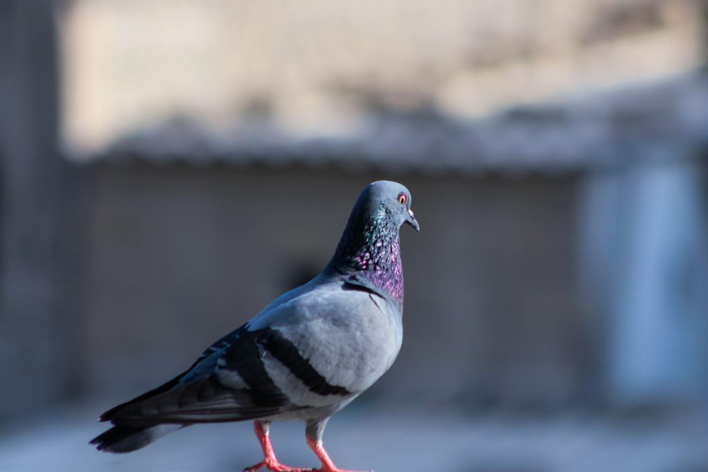 pigeon