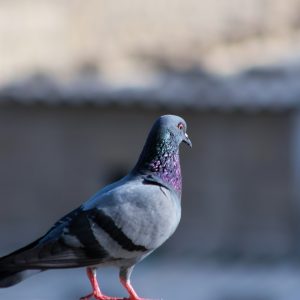 pigeon