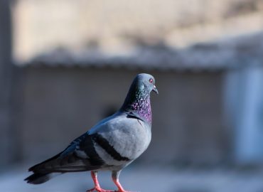 pigeon