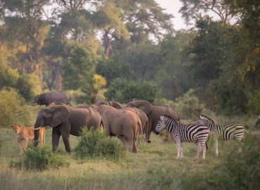 quand visiter le parc kruger ? saison idéale et conseils pour un safari inoubliable